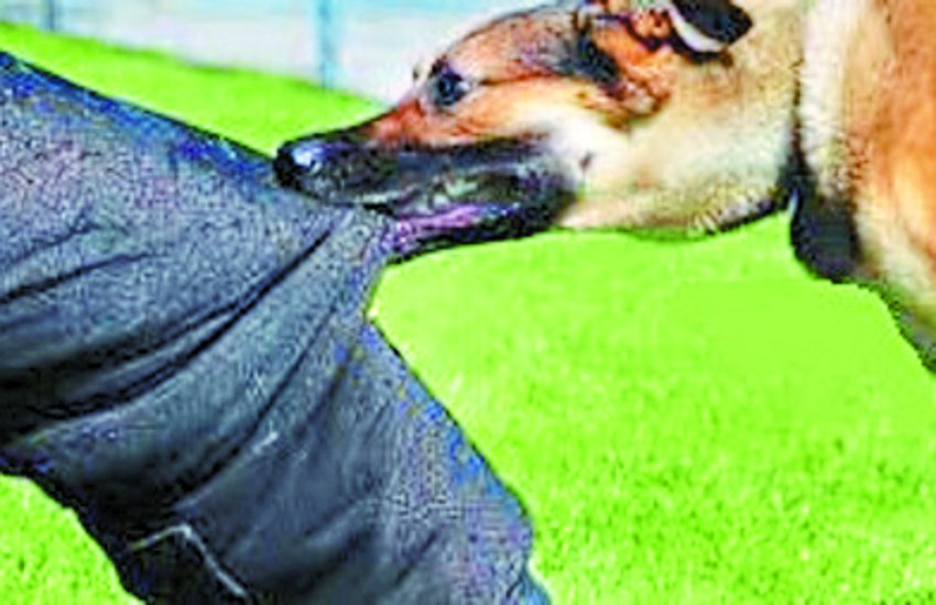 Human Rights Commission has taken cognizance of the bite of dogs, now it will be कुत्तों के काटने पर मानव अधिकार आयोग ने लिया संज्ञान, अब यह होगा