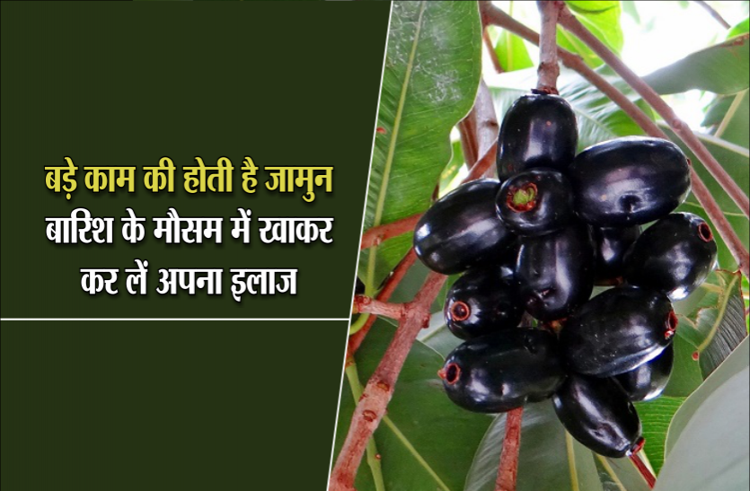 Blueberries बड़े काम की होती है जामुन, बारिश के मौसम में खाकर कर लें अपना इलाज