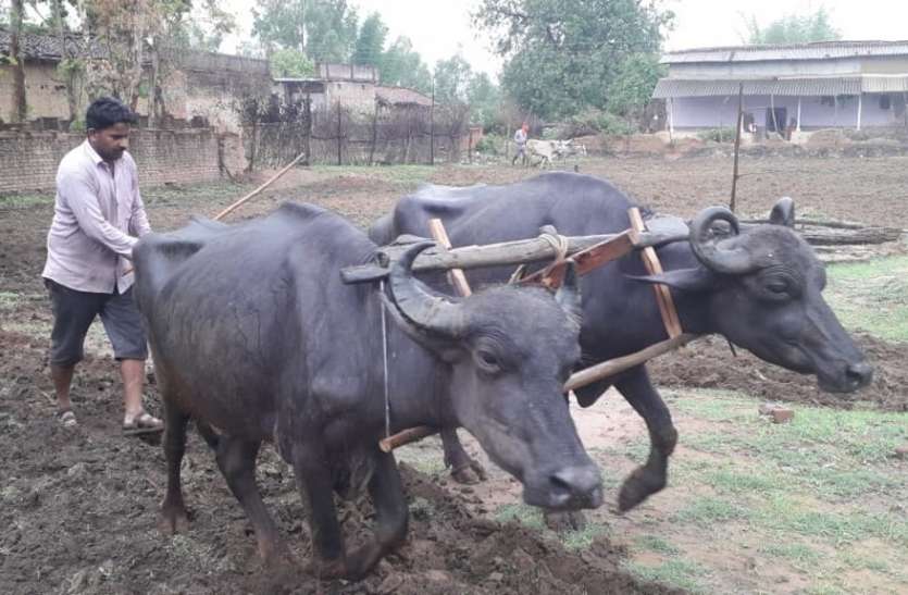 22.7 mm of rain in one day मानसून की झड़ी से किसानों के खिले चेहरे, एक दिन में 22.7 मिमी बारिश