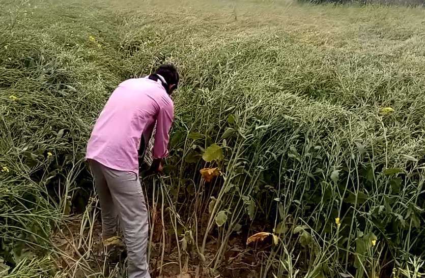 Cooperative Banks Ask Caste Of Farmers Before Lending Money राजस्थान के किसानों की बेहद दुर्भाग्यपूर्ण स्थिति, ऋण देने से पहले पूछी जा रही किसान की जाति