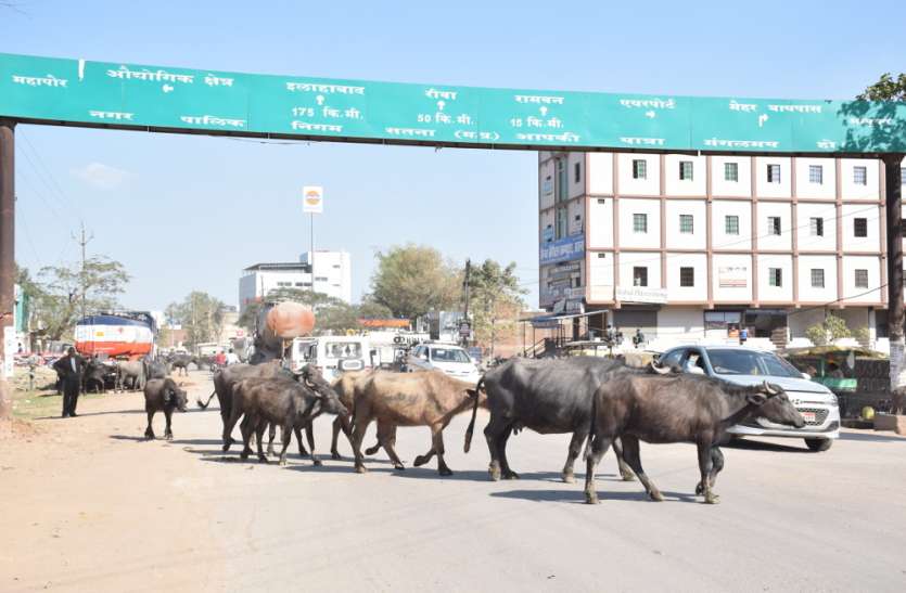 There are lots of animals in Satna Mandi, साहब मंडी में जानवर बहुत हैं, इन्हें हटवाओ नहीं तो बंद कर देंगे खरीदी