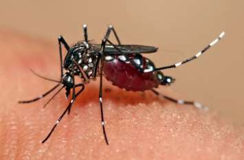 home remedies for dengue fever, it can be helpful to boost immunity डेंगू से निपटने में मददगार हैं ये 10 टिप्स, ऐसे करें फॉलो