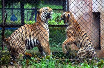 Lion roams in this garden of Chhattisgarh, millions of tourists visit every year, see photos छत्तीसगढ़ के इस गार्डन में बेखौफ घूमते हैं शेर, हर साल लाखों पर्यटक आते हैं देखने, देखिए फोटो