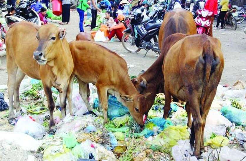 bangalore news हाथ में प्लास्टिक बैग दिखा तो नहीं बचेंगे आप