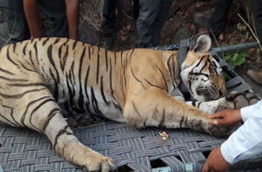 Sariska Tiger St-16 death due to tranquilize in heat सरिस्का के बाघ एसटी-16 की मौत का कारण सामने आया, गर्मी में बेहोश करने से हुई थी बाघ की मौत