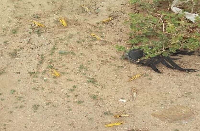 Locusts in Jalore नेहड़ में लाखों की तादाद में पहुंची टिड्डी, प्रशासन रोकने में नाकाम