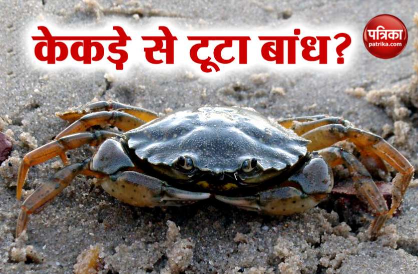 Ratnagiri Tiware dam burst रत्नागिरी बांध टूटने से मर गए 19 लोग, महाराष्ट्र के मंत्री ने कहा- इसके लिए केकड़े जिम्मेदार