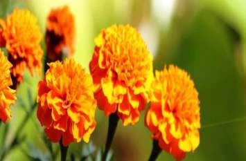 marigold is good for health,it is effective in eyes and other diseases आंखों में इंफेक्शन से लेकर पेट की दिक्कतों का रामबाण उपाय है गेंदे का फूल, इन 10 तरीकों से करें इस्तेमाल