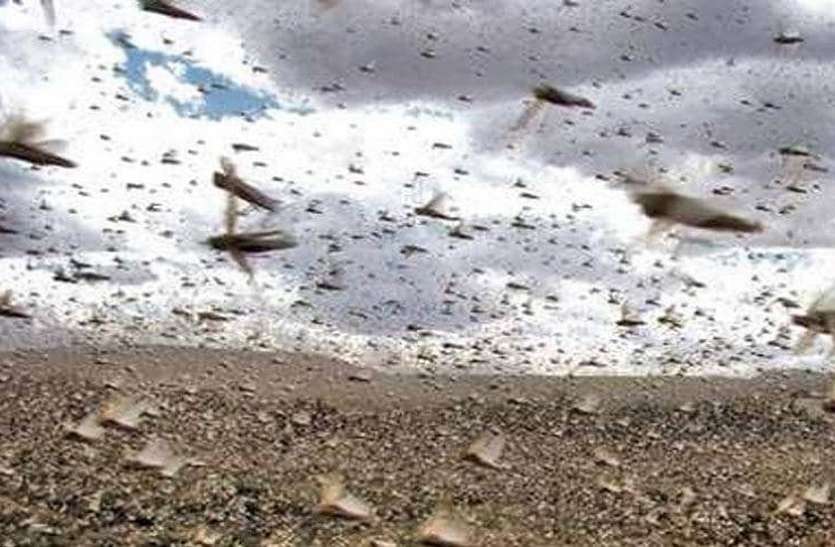 locust arrived at Nehad area नेहड़ में पहुंची टिड्डी नियंत्रक दल की टीम, ऐसे कर रही टिड्डी का सफाया