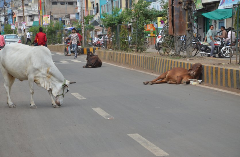 Stray cattle walking on main roads यहां आवारा मवेशी लेने लगे लोगों की जान, फिर भी नहीं जाग रहे नपा अधिकारी