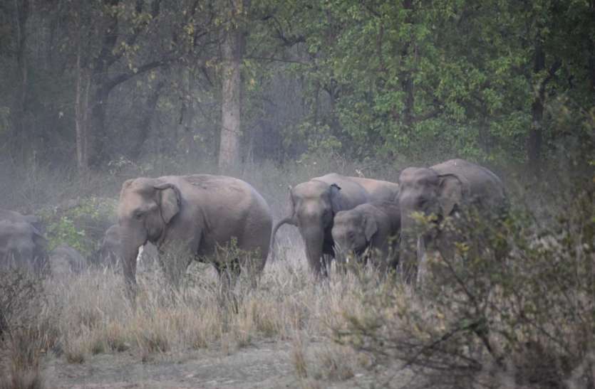 Scientifical and practical information given with type of elephants हाथियों के आकार, प्रकार के साथ दी गई वैज्ञानिक व व्यवहारिक जानकारी
