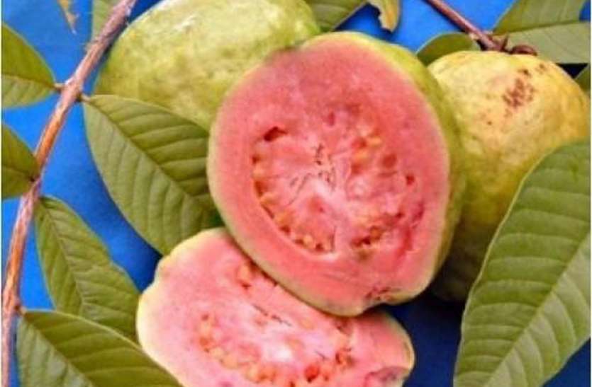 lalit guava अमरूद खाइए और कैंसर के खतरे से रहिए दूर