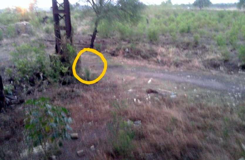Story of satna city leopard enters kamal sponge company me dahshat कंपनी परिसर में तेंदुआ दिखने के बाद हड़कंप, वन विभाग ने कहा- जंगली बिल्ली है, तेंदुआ नहीं