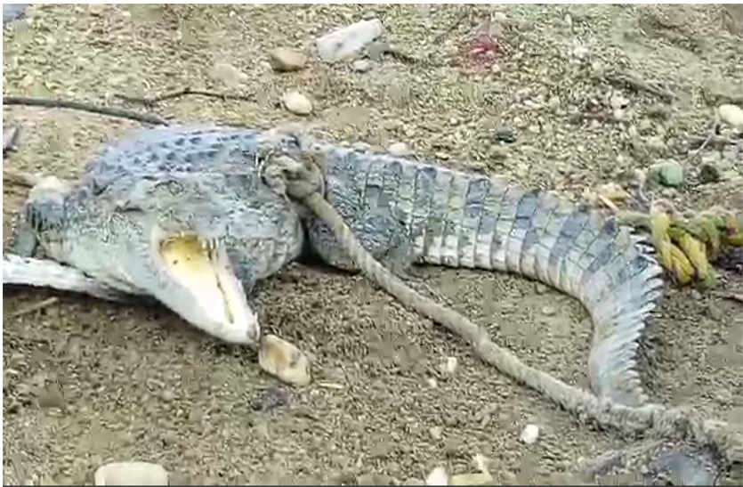 crocodile entered home, father shows courage in bhilwara सोते बच्चों के निकट मगरमच्छ देख पिता के होश उड़े