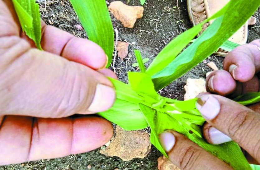 Mecca crop in trouble मुसीबत में मक्का: आर्मी वर्म फाल कीट का आक्रमण, जानिए कैसे बचेगी आपकी फसल