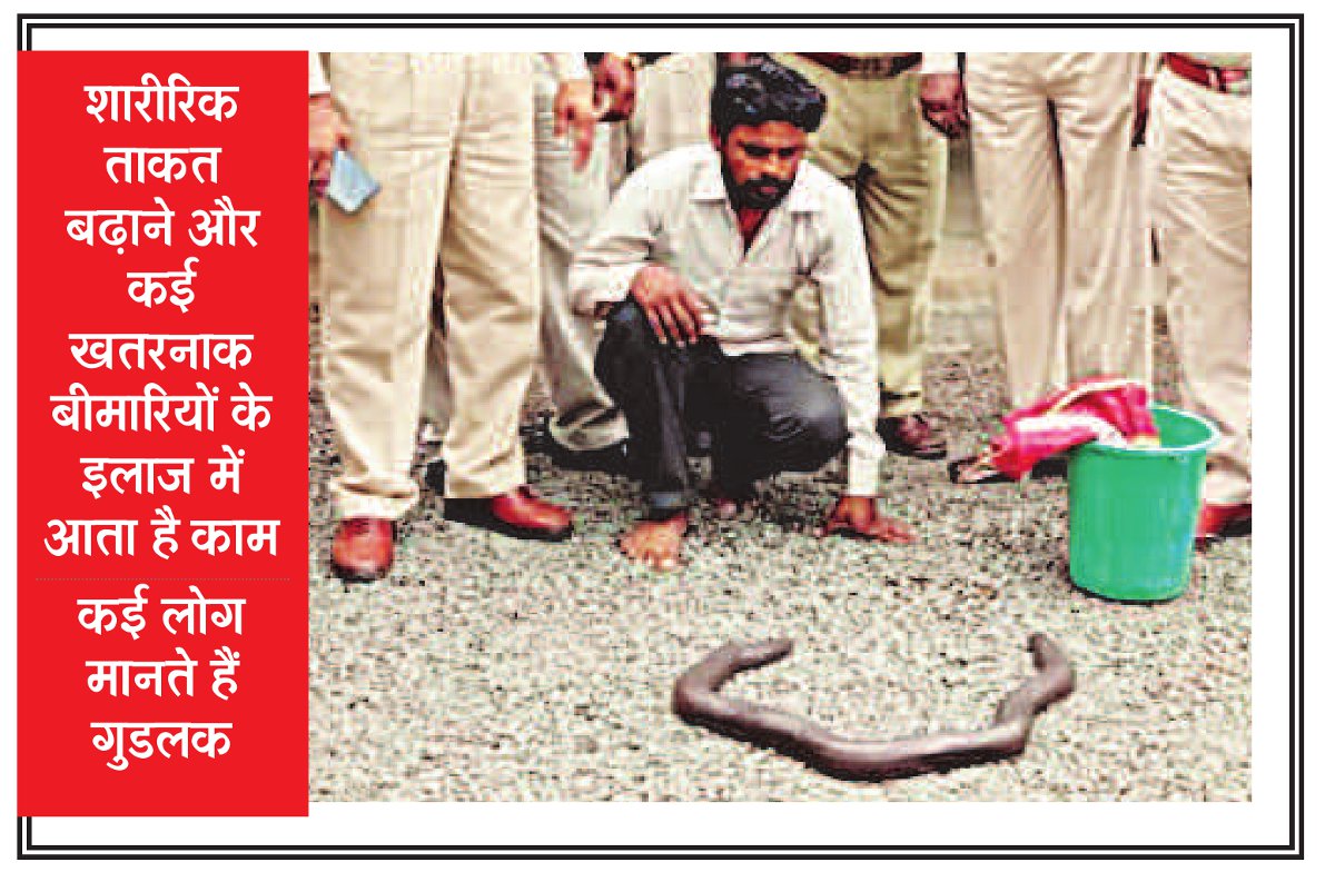 Police seized Red sand boa इस सांप की कीमत कर देगी आपको हैरान, चीन और अरब देशों में है डिमांड
