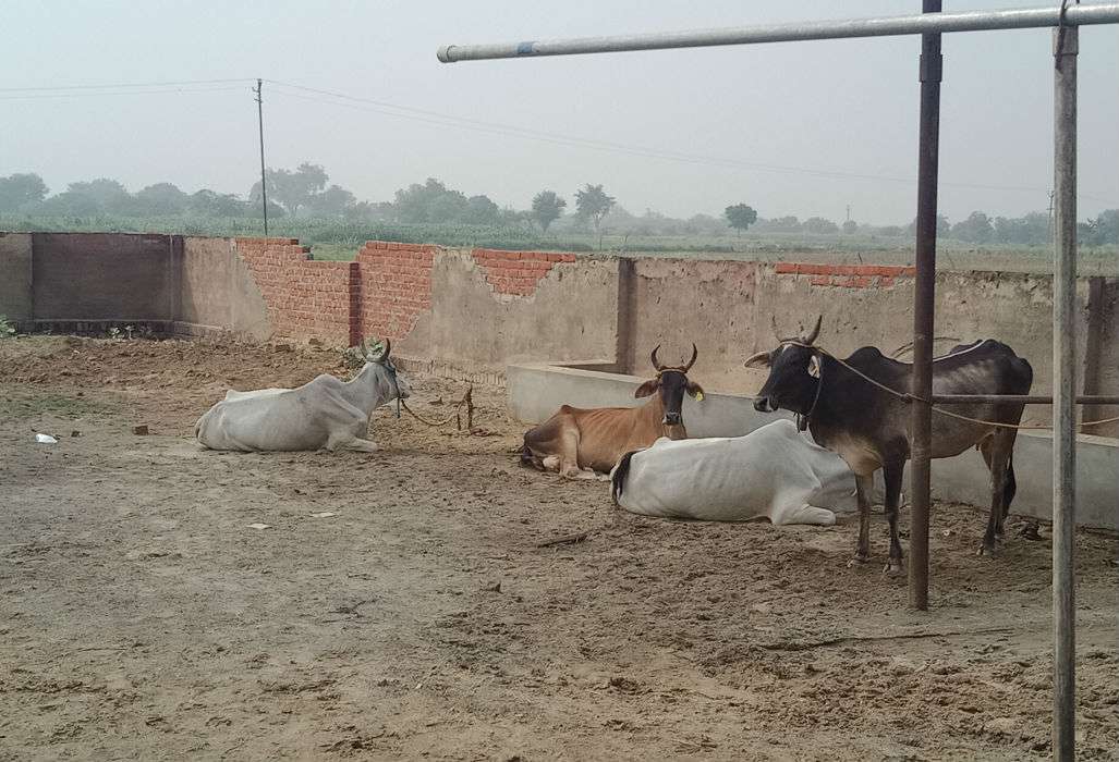 cow
