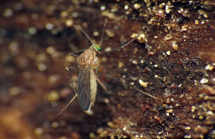 Japanese Encephalitis in Assam