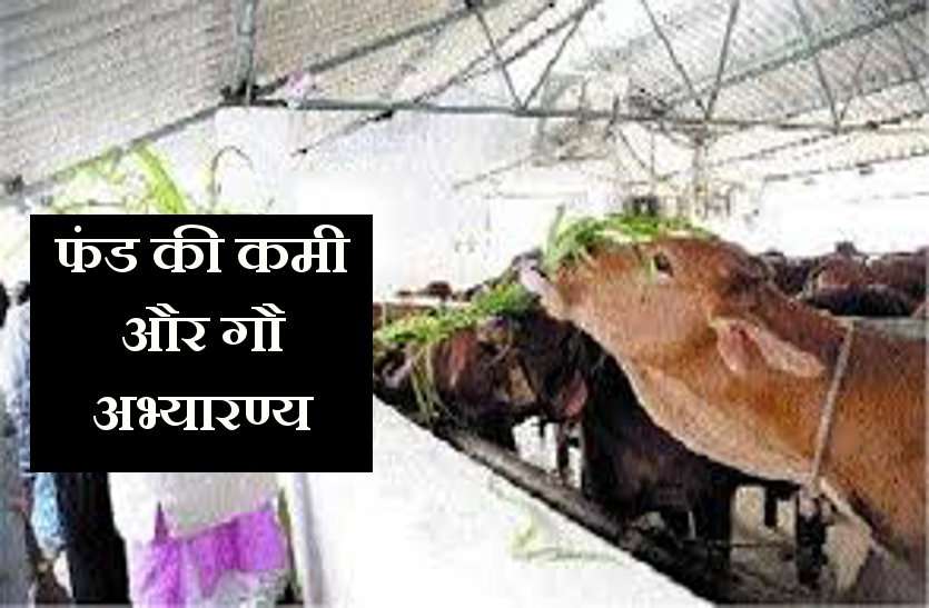 cow sanctuary बेसहारा गायों को सहारा देने के लिए बनाए गए गौ अभ्यारण्य को अब निजी हाथों का सहारा