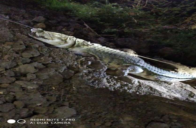Caught the crocodile खेड़ा : तालाब में नहाने गए वृद्ध को खींच ले गया मगरमच्छ, मिला शव