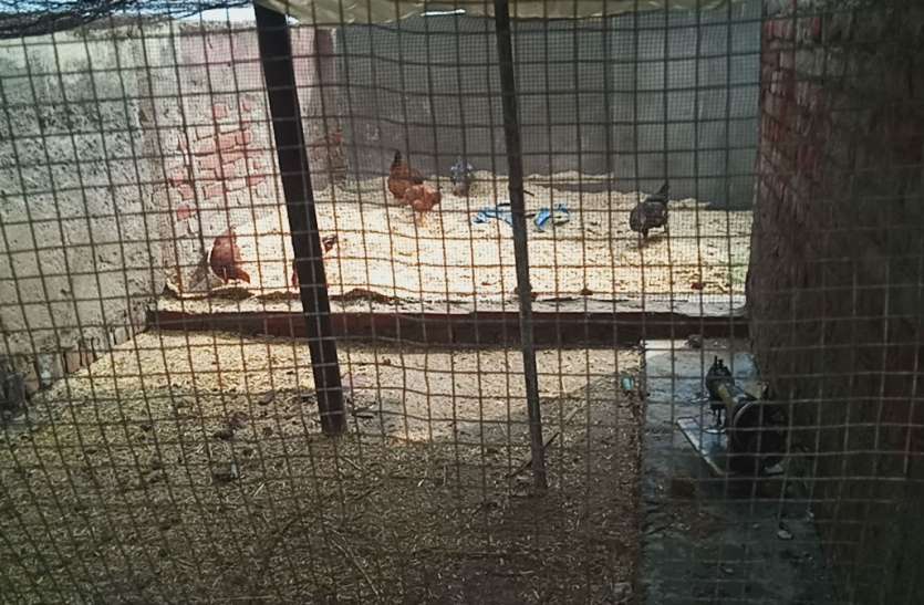 gaushala Corruption in Firozabad गौशाला की अनुमति लेकर लेकर खोल लिया मुर्गी फार्म, पढ़िए पत्रिका की स्पेशल रिपोर्ट, देखें वीडियो