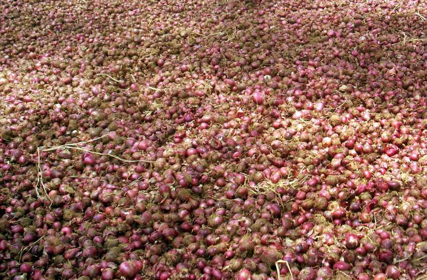 Danger on the onion yield from heat and humidity गर्मी व उमस से प्याज की उपज पर मंडराया खतरा