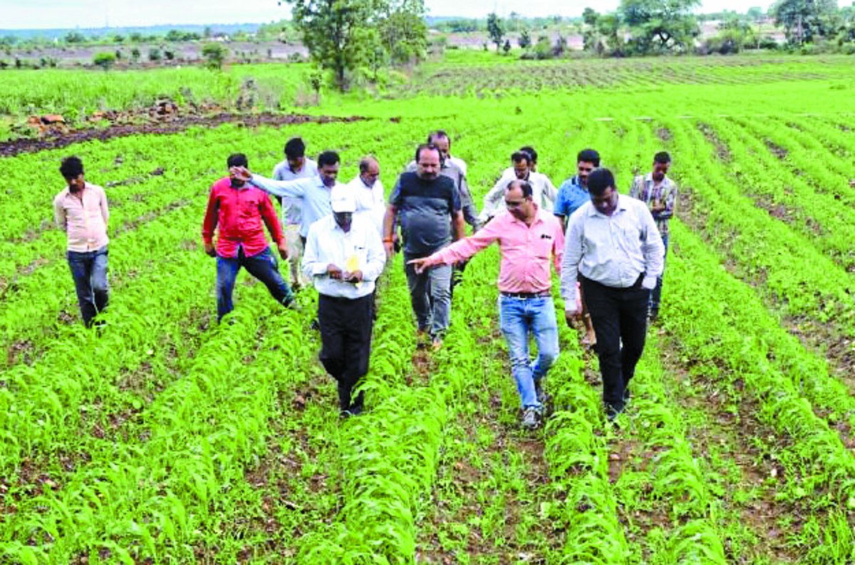 Pest impact on maize crop सुनामी की शक्ल में पहुंचे आर्मी वर्म, 127 गांव चपेट में