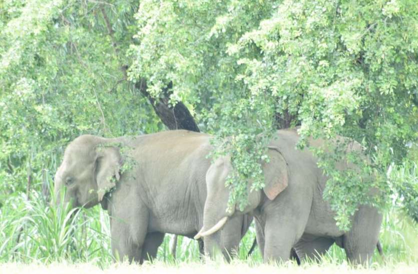 Elephant करंट लगने से दो हाथियों की मौत