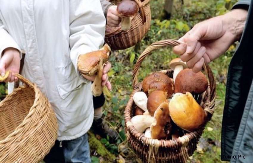 Mushroom