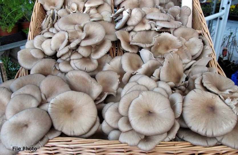 Mushroom अगर आप भी खाते हैं बाजार से ख़रीदा मशरूम तो सावधानी बरतना भी जरूरी, पढ़े पूरी रिपोर्ट