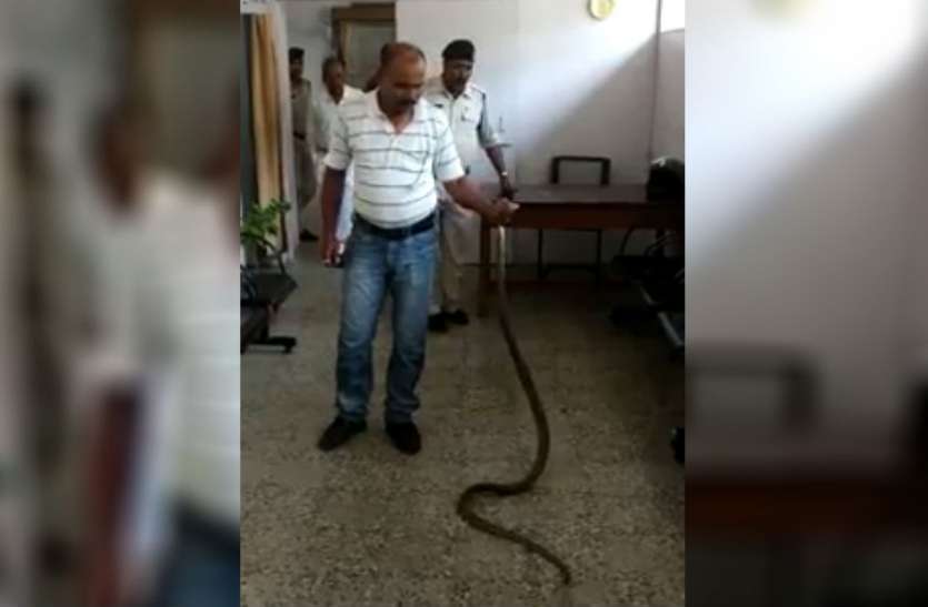snake VIDEO: 6 फीट लंबे कोबरा को देख मचा हडकंप, आरक्षक ने अपने हाथों से पकड़ कर दबा दिया सांप का मुंह