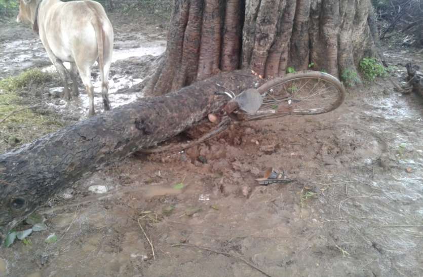 On the bicycle rider, under the dry tree सूखे पेड़ के नीचे से गुजरते ही साइकिल सवार पर गिरी आफत