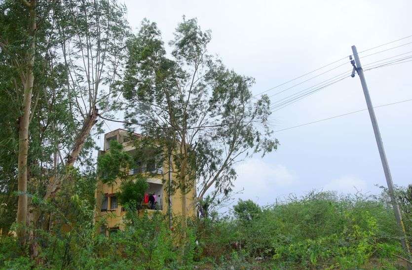 Tree trails passing through the stars तारों के बीच से गुजर रही पेड़ की टहनियां