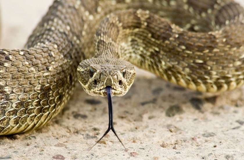 Rattle Viper