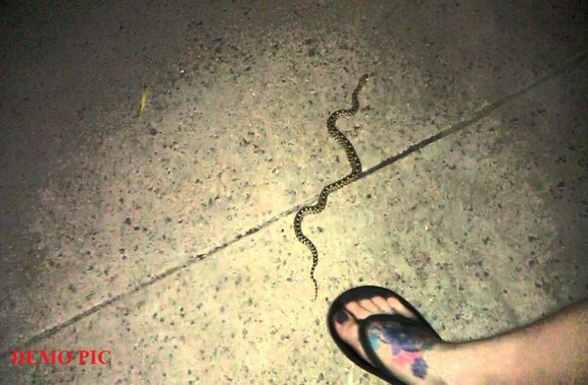 Rattle Viper bites mother-daughter woman takes alive snake to hospital मां-बेटी को ज़हरीले सांप ने डसा, महिला ने दिखाई दिलेरी और ज़िंदा सांप को लेकर पहुंच गई अस्पताल