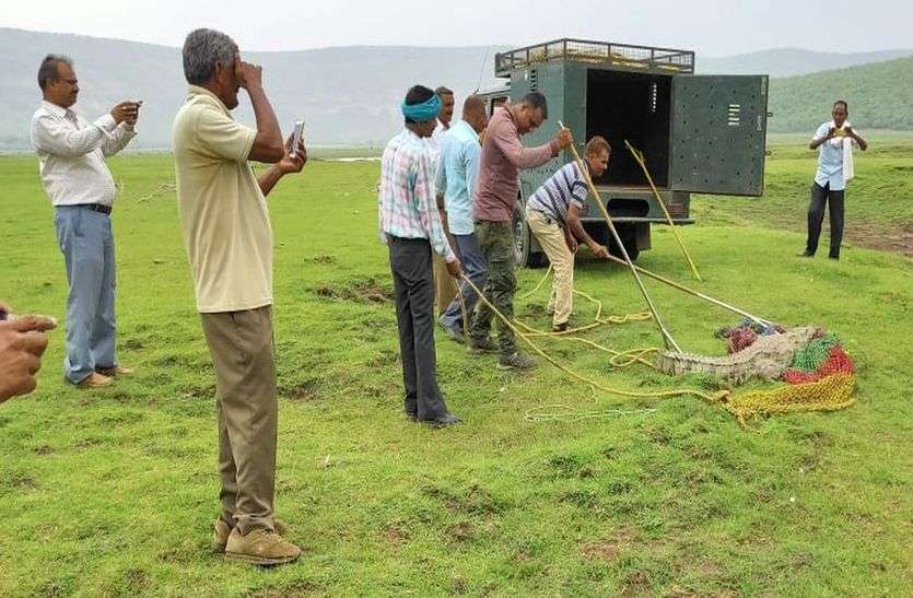 पकड़ते रेस्क्यू टीम व वनकर्मी। मगरमच्छ को पकड़कर बांध में छोड़ा
