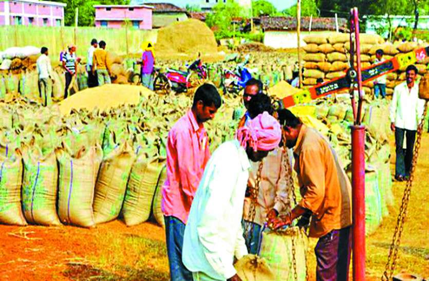 paddy crop सरकार को भारी पड़ सकती है 2500 रुपए में धान खरीदी, समर्थन मूल्य से अधिक दाम देने से केंद्र ने किया मना