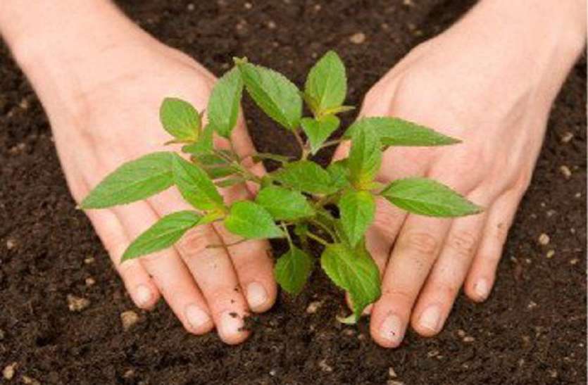 Biodiversity scheme-plantation-nature-monsoon-mewar-wagad- मेवाड़-वागड़ में इस बार रोपेंगे आधे पौधे, आठ वर्ष पूरे होने पर जैव विविधता योजना हुई बंद