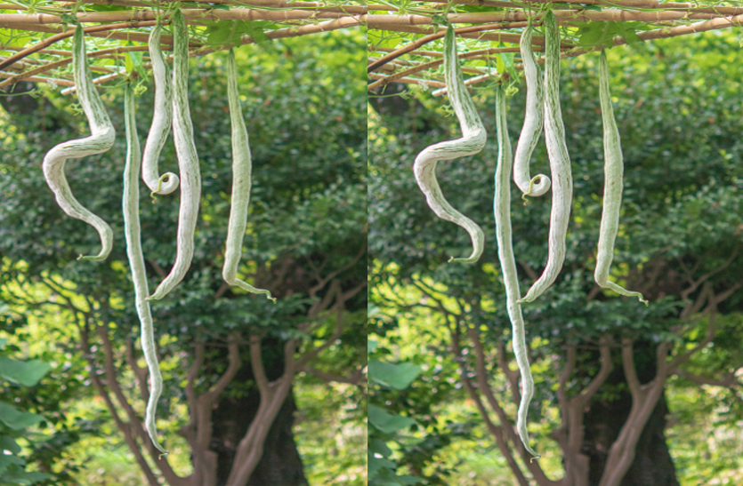 snake groud पेट, दिल व त्वचा को स्वस्थ रखता है चिचिंडा