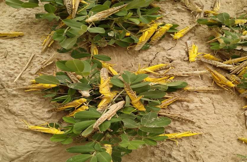 Locust group reached the border villages of Bikaner बीकानेर के सीमावर्ती गांवों में पहुंचा टिड्डी दल, फसलों को नुकसान पहुंचाया