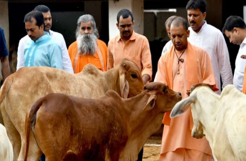 Yogi government आवारा गौवंश की देखभाल पर किसानों को हर माह मिलेंगे 900 रुपए