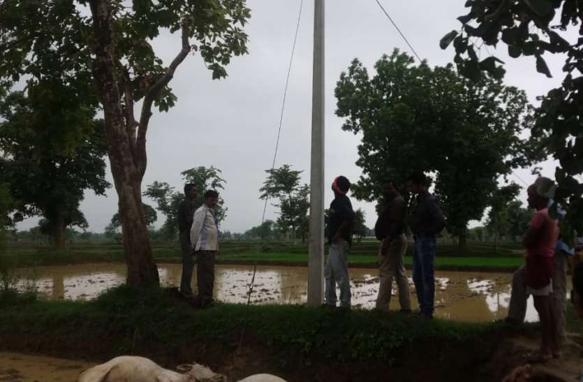 bijli current अर्थिंग करेंट के संपर्क में आने से दो बैलों की मौत