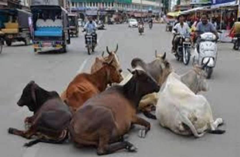 cattle आखिर कब तक चलेगा इस तरह मौतों का सिलसिला, फिर गयी दो की जान