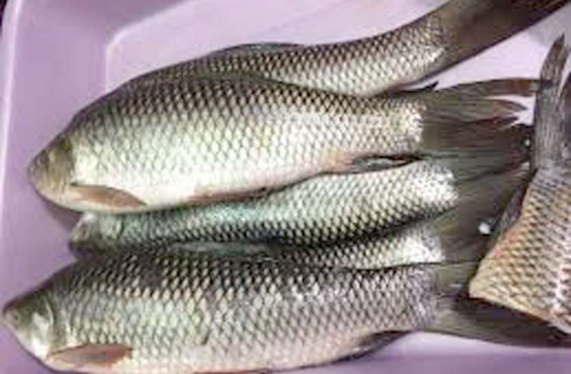 channa fish in kanpur कानपुर की मछलियां पड़ीं बीमार, खाने वालों के दिल और दिमाग को हो रहा नुकसान