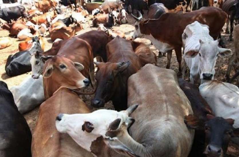 Kolkata West Bengal Indo-Bangladesh Border: बांग्लादेश सीमा पर मवेशी तस्करों का बमों से हमला, बीएसएफ जवान का दाहिना हाथ उड़ा
