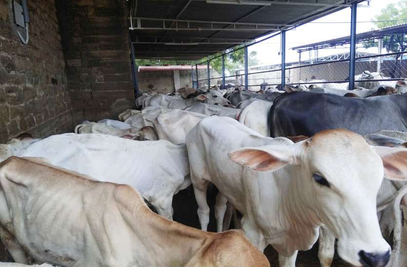 government issued money for the welfare of gau shala of gwalior सात करोड़ से संवरेंगी जिले की 27 गोशालाएं, 22 हजार गायों को मिल सकेगा शेल्टर