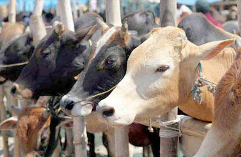 animals इस योजना से बदलेगी छत्तीसगढ़ में मवेशियों की नस्ल