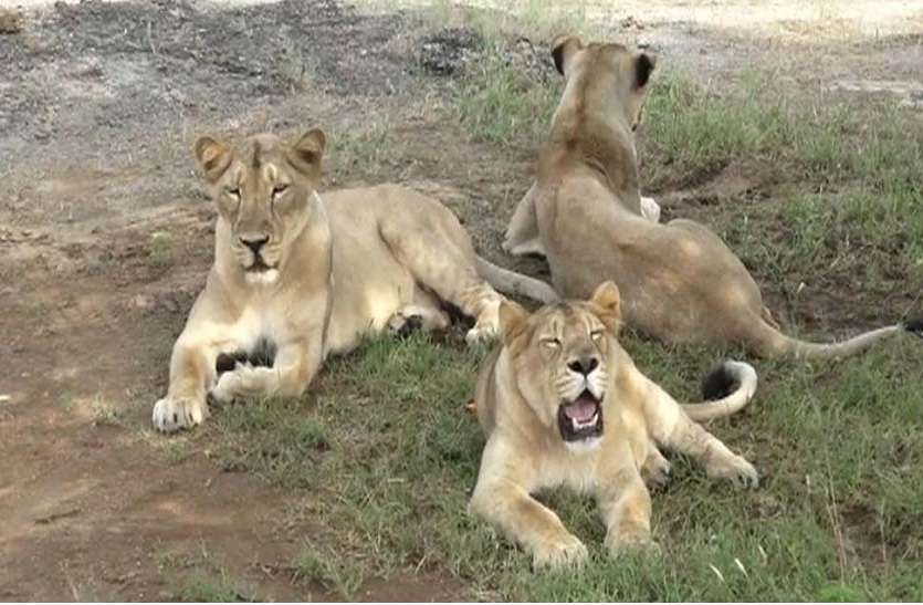Seven Lions Coming Soon in Lion Safari Park Etawah News in Hindi लायन सफारी पार्क कर रहा 7 शेरों के स्वागत का इंतजार, गुजरात सरकार ने दिया बड़ा तोहफा