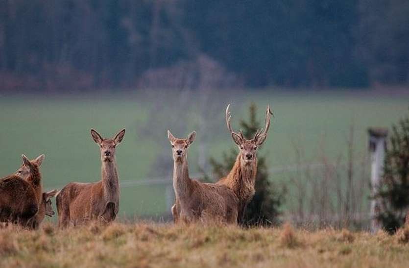 Wildlife poacher hunters पश्चिमी घाट में क्यों संकट में है जंगली जीवों की जान