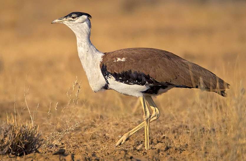 Rajasthan State Bird: State bird of Rajasthan Godawan Latest News